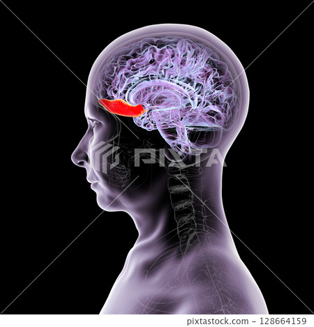 Gyrus rectus of human brain, 3D illustration. This medial frontal lobe structure is linked to cognition, emotion, and olfaction. Gyrus rectus of human brain, 3D illustration. This medial frontal lobe structure is linked to cognition, emotion, and olfaction. 128664159