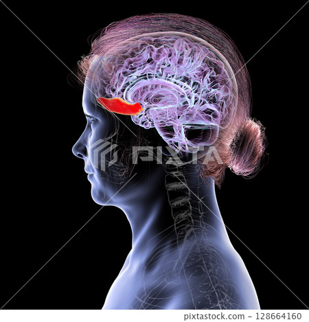 Gyrus rectus of human brain, 3D illustration. This medial frontal lobe structure is linked to cognition, emotion, and olfaction. Gyrus rectus of human brain, 3D illustration. This medial frontal lobe structure is linked to cognition, emotion, and olfaction. 128664160