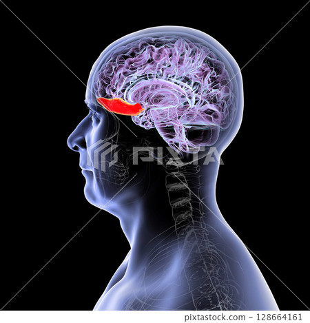 Gyrus rectus of human brain, 3D illustration. This medial frontal lobe structure is linked to cognition, emotion, and olfaction. Gyrus rectus of human brain, 3D illustration. This medial frontal lobe structure is linked to cognition, emotion, and olfaction. 128664161