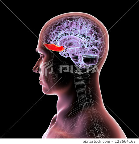 Gyrus rectus of human brain, 3D illustration. This medial frontal lobe structure is linked to cognition, emotion, and olfaction. 128664162