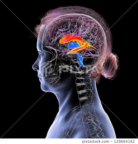 The lateral brain ventricles, 3D illustration The lateral brain ventricles, 3D illustration 128664182