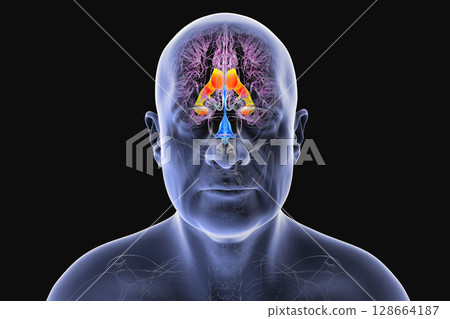 The lateral brain ventricles, 3D illustration 128664187