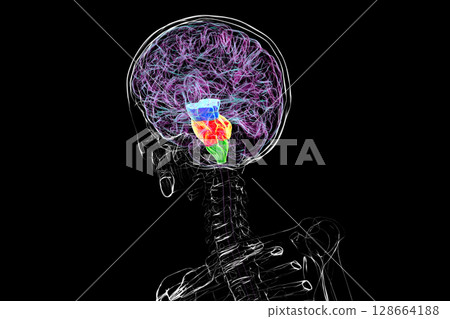 Brainstem highlighted in human brain, 3D illustration 128664188