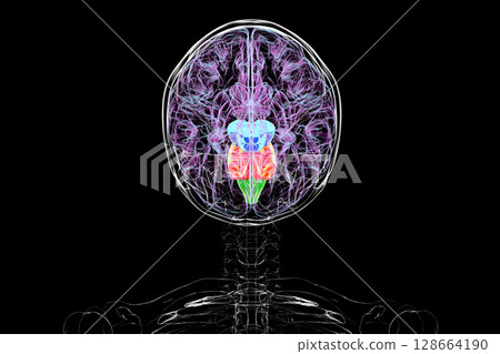 Brainstem highlighted in human brain, 3D illustration Brainstem highlighted in human brain, 3D illustration 128664190