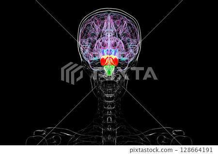 Brainstem highlighted in human brain, 3D illustration 128664191