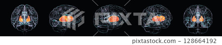 Internal capsule highlighted in brain, 3D illustration Internal capsule highlighted in brain, 3D illustration 128664192