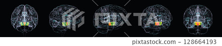 Human brain with the midbrain highlighted, 3D illustration 128664193