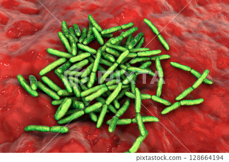 Escherichia albertii bacteria, 3D illustration. An emerging gastrointestinal pathogen linked to foodborne outbreaks and has been isolated from both humans and birds 128664194