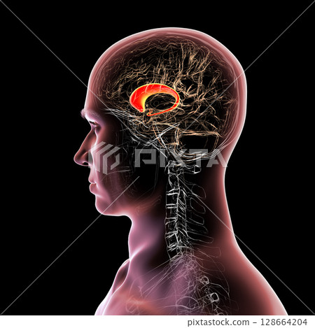 Human brain with highlighted caudate nucleus, 3D illustration. A deep gray matter structure involved in motor control, learning, memory, and reward-related behavior. Human brain with highlighted caudate nucleus, 3D illustration. A deep gray matter structure involved in motor control, learning, memory, and reward-related behavior. 128664204