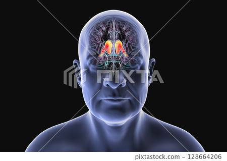 Human brain with highlighted caudate nucleus, 3D illustration. A deep gray matter structure involved in motor control, learning, memory, and reward-related behavior. Human brain with highlighted caudate nucleus, 3D illustration. A deep gray matter structure involved in motor control, learning, memory, and reward-related behavior. 128664206
