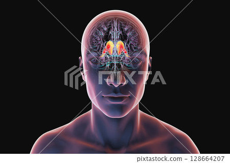Human brain with highlighted caudate nucleus, 3D illustration. A deep gray matter structure involved in motor control, learning, memory, and reward-related behavior. 128664207