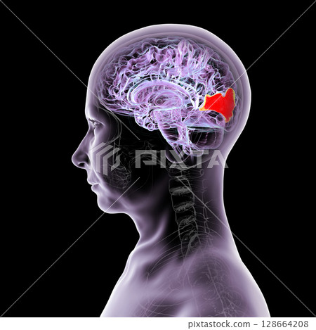 Human brain with highlighted cuneus gyrus, 3D illustration. A visual processing area in the occipital lobe involved in attention, vision, and spatial orientation. 128664208