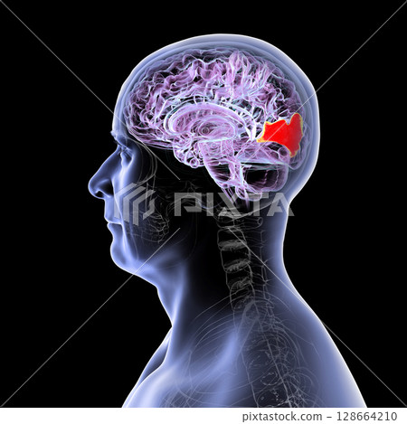 Human brain with highlighted cuneus gyrus, 3D illustration. A visual processing area in the occipital lobe involved in attention, vision, and spatial orientation. 128664210