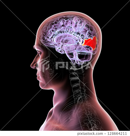 Human brain with highlighted cuneus gyrus, 3D illustration. A visual processing area in the occipital lobe involved in attention, vision, and spatial orientation. 128664211