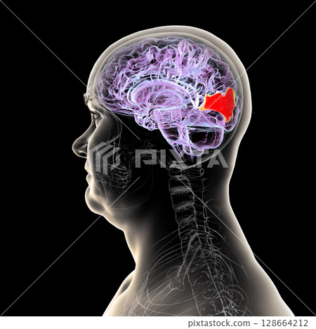 Human brain with highlighted cuneus gyrus, 3D illustration. A visual processing area in the occipital lobe involved in attention, vision, and spatial orientation. Human brain with highlighted cuneus gyrus, 3D illustration. A visual processing area in the occipital lobe involved in attention, vision, and spatial orientation. 128664212