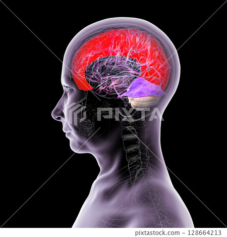 Human brain with highlighted falx cerebri and tentorium cerebelli, major dural folds separating brain hemispheres and cerebellum for structural support and protection, 3D illustration. Human brain with highlighted falx cerebri and tentorium cerebelli, major dural folds separating brain hemispheres and cerebellum for structural support and protection, 3D illustration. 128664213