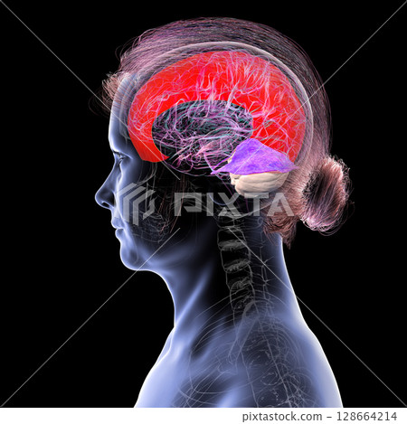 Human brain with highlighted falx cerebri and tentorium cerebelli, major dural folds separating brain hemispheres and cerebellum for structural support and protection, 3D illustration. 128664214