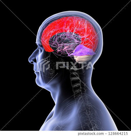 Human brain with highlighted falx cerebri and tentorium cerebelli, major dural folds separating brain hemispheres and cerebellum for structural support and protection, 3D illustration. Human brain with highlighted falx cerebri and tentorium cerebelli, major dural folds separating brain hemispheres and cerebellum for structural support and protection, 3D illustration. 128664215