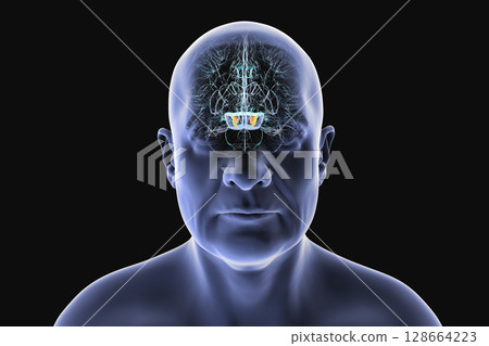 Human brain with highlighted substantia nigra in the midbrain, a key structure involved in movement regulation and affected in Parkinson's disease, 3D illustration. 128664223