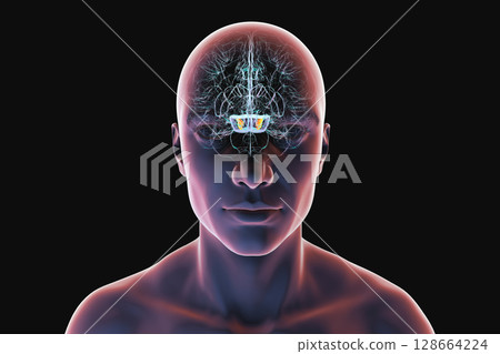 Human brain with highlighted substantia nigra in the midbrain, a key structure involved in movement regulation and affected in Parkinson's disease, 3D illustration. 128664224