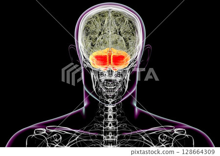 Human brain with highlighted cerebellum, 3D illustration. Cerebellum is responsible for coordination, balance, and fine motor control. Damaged in ataxia and neurodegenerative disorders Human brain with highlighted cerebellum, 3D illustration. Cerebellum is responsible for coordination, balance, and fine motor control. Damaged in ataxia and neurodegenerative disorders 128664309