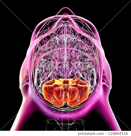 Human brain with highlighted cerebellum, 3D illustration. Cerebellum is responsible for coordination, balance, and fine motor control. Damaged in ataxia and neurodegenerative disorders Human brain with highlighted cerebellum, 3D illustration. Cerebellum is responsible for coordination, balance, and fine motor control. Damaged in ataxia and neurodegenerative disorders 128664316