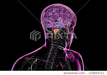 Medulla oblongata highlighted in human brain, 3D illustration. Controls breathing, heartbeat, and other vital autonomic functions Medulla oblongata highlighted in human brain, 3D illustration. Controls breathing, heartbeat, and other vital autonomic functions 128664321