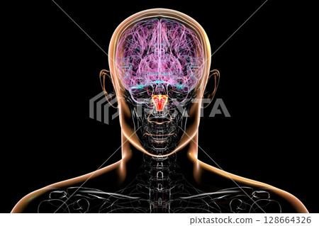 Medulla oblongata highlighted in human brain, 3D illustration. Controls breathing, heartbeat, and other vital autonomic functions 128664326