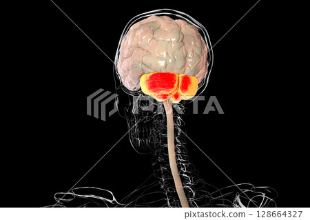 Human brain with highlighted cerebellum, 3D illustration. Cerebellum is responsible for coordination, balance, and fine motor control. Damaged in ataxia and neurodegenerative disorders 128664327