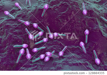 Clostridium botulinum, 3D illustration. Bacterium producing botulinum toxin, leading to botulism with flaccid paralysis and respiratory failure. Clostridium botulinum, 3D illustration. Bacterium producing botulinum toxin, leading to botulism with flaccid paralysis and respiratory failure. 128664335