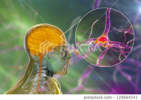 Human brain with closeup view of brain cells, neurons Human brain with closeup view of brain cells, neurons 128664541