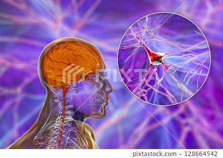Human brain with closeup view of brain cells, neurons 128664542
