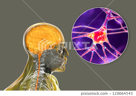 Human brain with closeup view of brain cells, neurons Human brain with closeup view of brain cells, neurons 128664543