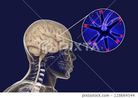 Human brain with closeup view of brain cells, neurons 128664544