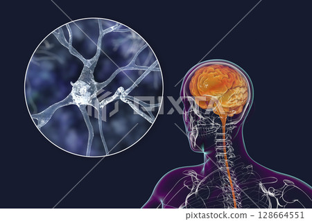 Human brain with closeup view of brain cells, neurons Human brain with closeup view of brain cells, neurons 128664551