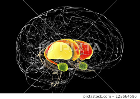 Brain dorsal striatum anatomy, 3D illustration Brain dorsal striatum anatomy, 3D illustration 128664586
