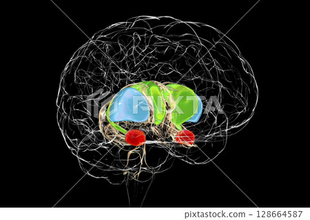 Brain dorsal striatum anatomy, 3D illustration Brain dorsal striatum anatomy, 3D illustration 128664587