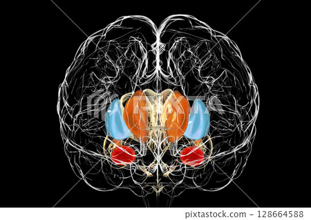 Brain dorsal striatum anatomy, 3D illustration Brain dorsal striatum anatomy, 3D illustration 128664588