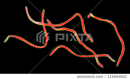 Brachyspira pilosicoli, 3D illustration showing spiral-shaped anaerobic bacterium causing intestinal spirochetosis and colonic inflammation in humans and animals 128664602