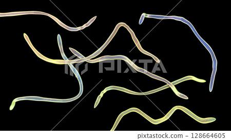 Brachyspira pilosicoli, 3D illustration showing spiral-shaped anaerobic bacterium causing intestinal spirochetosis and colonic inflammation in humans and animals 128664605