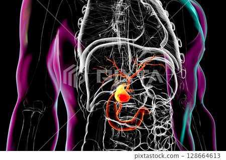 Gallbladder, bile ducts, and duodenum, 3D illustration highlighting bile storage, transport, and release into the digestive tract Gallbladder, bile ducts, and duodenum, 3D illustration highlighting bile storage, transport, and release into the digestive tract 128664613
