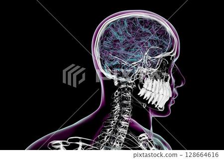 Human body anatomy with highlighted teeth, 3D illustration Human body anatomy with highlighted teeth, 3D illustration 128664616