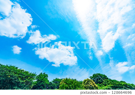 藍天,白雲和樹林 藍天,白雲和樹林 128664696
