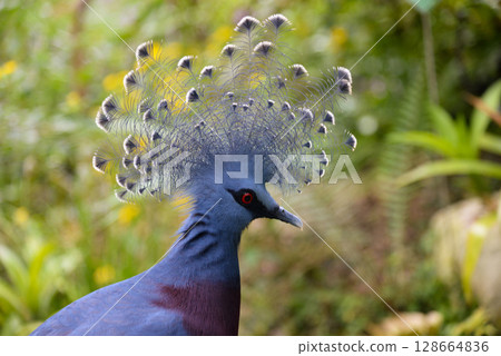 close-up of a beautiful crowned pigeon in the forest 128664836