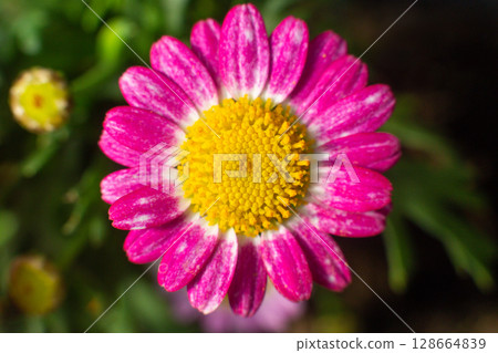 close-up of a beautiful Argyranthemum flower in the garden 128664839