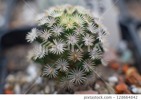 many different beautiful decorative cacti grow in the greenhouse 128664842