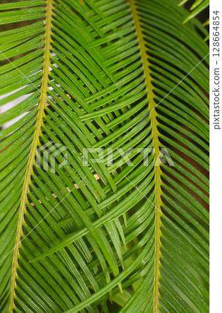close up straight lines texture of green palm leaves close up straight lines texture of green palm leaves 128664854