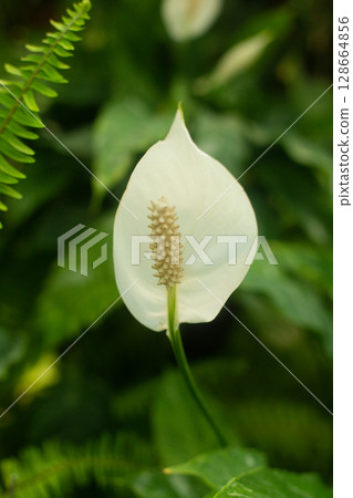 close-up of a beautiful flowerSpathiphyllum cochlearispathum in the garden close-up of a beautiful flowerSpathiphyllum cochlearispathum in the garden 128664856
