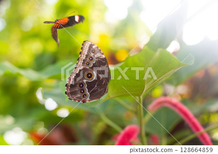 beautiful colorful butterfly in the garden on a flower beautiful colorful butterfly in the garden on a flower 128664859