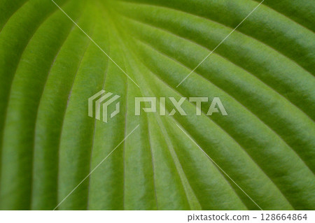 close-up of the texture of a large leaf of a Hosta plant 128664864